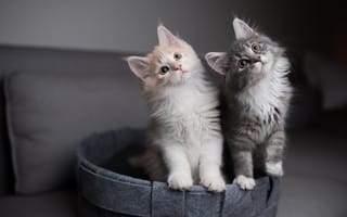 Картинка кошка, взгляд, диван, пара, корзинка, два котёнка, котёнок