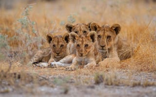 Картинка взгляд, поляна, молодой, мордашка, львёнок, лежит, компания, лев