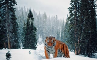 Картинка зима, лес, тигр, ели, снег, прогулка