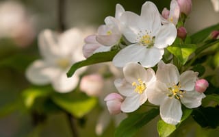 Картинка макро, цветы, цветение, весна, яблоневый цвет, яблоня, ветки