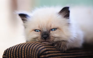Обои взгляд, котёнок, носик, голубые глазки, мордочка