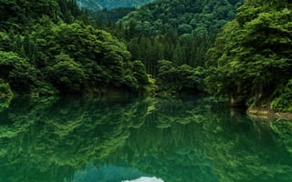 Картинка green, trees, lake, grennery, nature, landscape