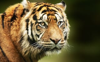 Картинка взгляд, портрет, дикая кошка, морда, хищник, тигр