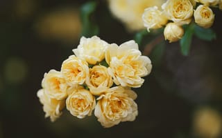 Картинка макро, шиповник, жёлтые, Роза Бэнкс, цветки