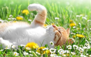 Картинка поле, цветы, солнце, одуванчики, кот, кошка, лежит, ромашки