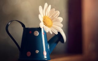 Картинка ромашка, лейка, боке