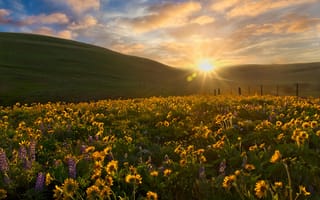 Картинка закат, цветы, бальзамориза, луг, холмы, Columbia Hills State Park, Washington State, Штат Вашингтон