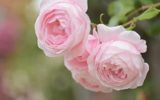 Картинка макро, розы, розовые