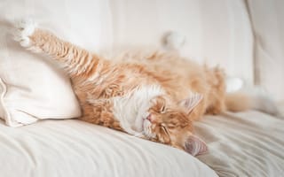 Картинка кот, отдых, мордочка, Мейн-кун, рыжий, постель, сон, котейка, спящий, лапа
