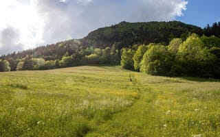 Картинка зелень, поле, лето, солнце, свет, небо, трава, лес