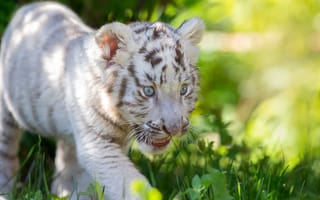 Картинка трава, белый тигр, детёныш, тигрёнок, Светлана Писарева, малыш, котёнок, дикая кошка