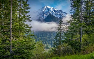 Обои лес, деревья, Cascade Range, Национальный парк Маунт-Рейнир, гора, Washington State, Штат Вашингтон, Mount Rainier, Гора Рейнир, Каскадные горы, Mount Rainier National