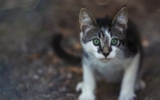 Картинка взгляд, мордочка, зелёные глаза, котёнок