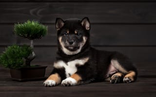 Картинка собака, деревце, Сиба-ину, икебана, щенок, Ольга Смирнова