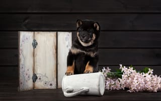 Картинка цветы, щенок, Сиба-ину, собака, Ольга Смирнова