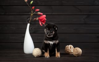 Картинка цветок, Ольга Смирнова, мячики, щенок, ваза, собака, Сиба-ину