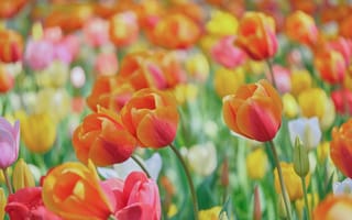Картинка тюльпаны, оранжевые, много, боке, бутоны