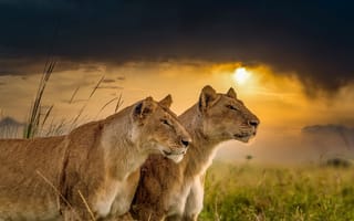 Картинка закат, львицы, львы, парочка, дикие кошки