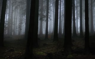 Картинка лес, деревья, природа, туман