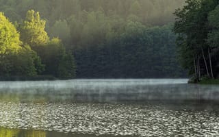 Картинка лес, лето, озеро