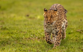Картинка трава, дикая кошка, леопард