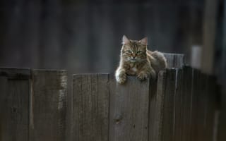 Картинка кошка, кот, взгляд, котейка, забор