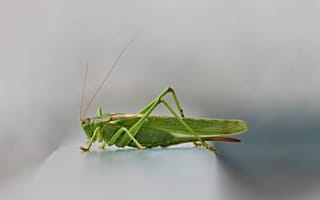 Картинка крупный план, насекомое, серый, close-up, green grasshopper, зеленый кузнечик, gray