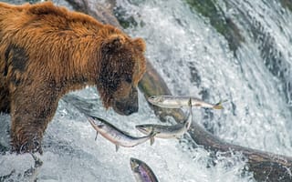 Картинка рыбы, река, медведь, рыбалка, гризли, лосось, Аляска