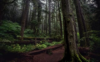 Картинка лес, деревья, природа, Oregon, Mount Hood National Forest, USA