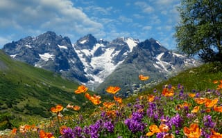 Картинка цветы, горы, France, маки, Dauphiné Alps, Альпы, Альпы Дофине, луг