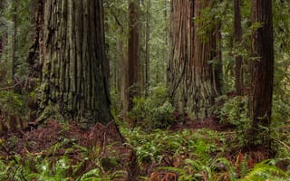 Картинка лес, деревья, природа, USA, национальный парк Редвуд, Northern California, США, Северная Калифорния