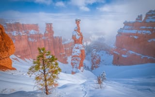 Картинка зима, снег, дерево, сосна, Юта, Bryce Canyon National Park, Utah, скалы, Брайс-Каньон