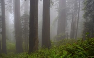 Картинка лес, деревья, Калифорния, природа, California, США, туман, USA