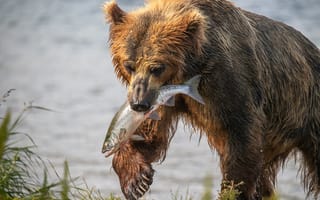 Картинка рыба, медведь, Максим Логунов, лосось, добыча, улов, Камчатка