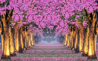 Картинка деревья, парк, sakura, pink, цветение, park, весна, аллея, сакура, cherry, blossom, Корея, spring, alley, tree