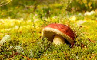 Картинка зелень, лес, поляна, боровик, боке, грибы, природа, мох