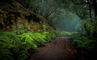 Картинка дорога, лес, природа