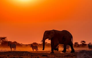 Картинка закат, слон, зебры, Африка