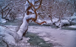 Картинка зима, лес, снег, река, деревья, Япония, ветки