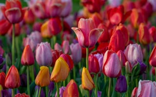 Картинка тюльпаны, бутоны, много, разноцветные