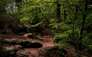 Картинка лес, деревья, тропинка, природа
