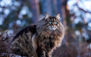 Картинка кошка, кот, сидит, боке, взгляд, голубые глаза, природа, пушистый