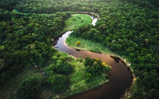 Картинка зелень, лес, деревья, река, крона, вид сверху, берег, водоем