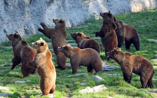 Картинка поза, камни, бурый медведь, мишка, медведь, стая, скалы, много