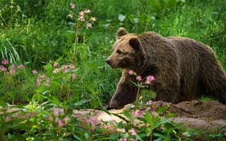 Картинка зелень, лето, прогулка, трава, медведь, поляна, цветы, бревно