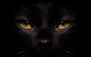 Картинка кошка, глаза, черный, крупный план, морда, усы, взгляд, кот