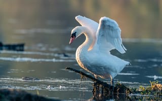 Картинка белый, ветки, взмах крыльев, водоем, берег, лебеди, птица
