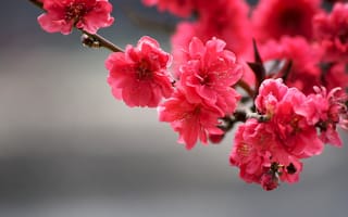 Картинка ближний план, ветка дерева, tree branch, размытый, bright flowers, blurry, яркие цветы