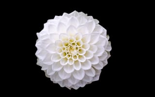 Картинка белый, цветок, лепестки, красота, черный, flower, white, крупный план