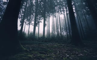 Картинка лес, деревья, природа